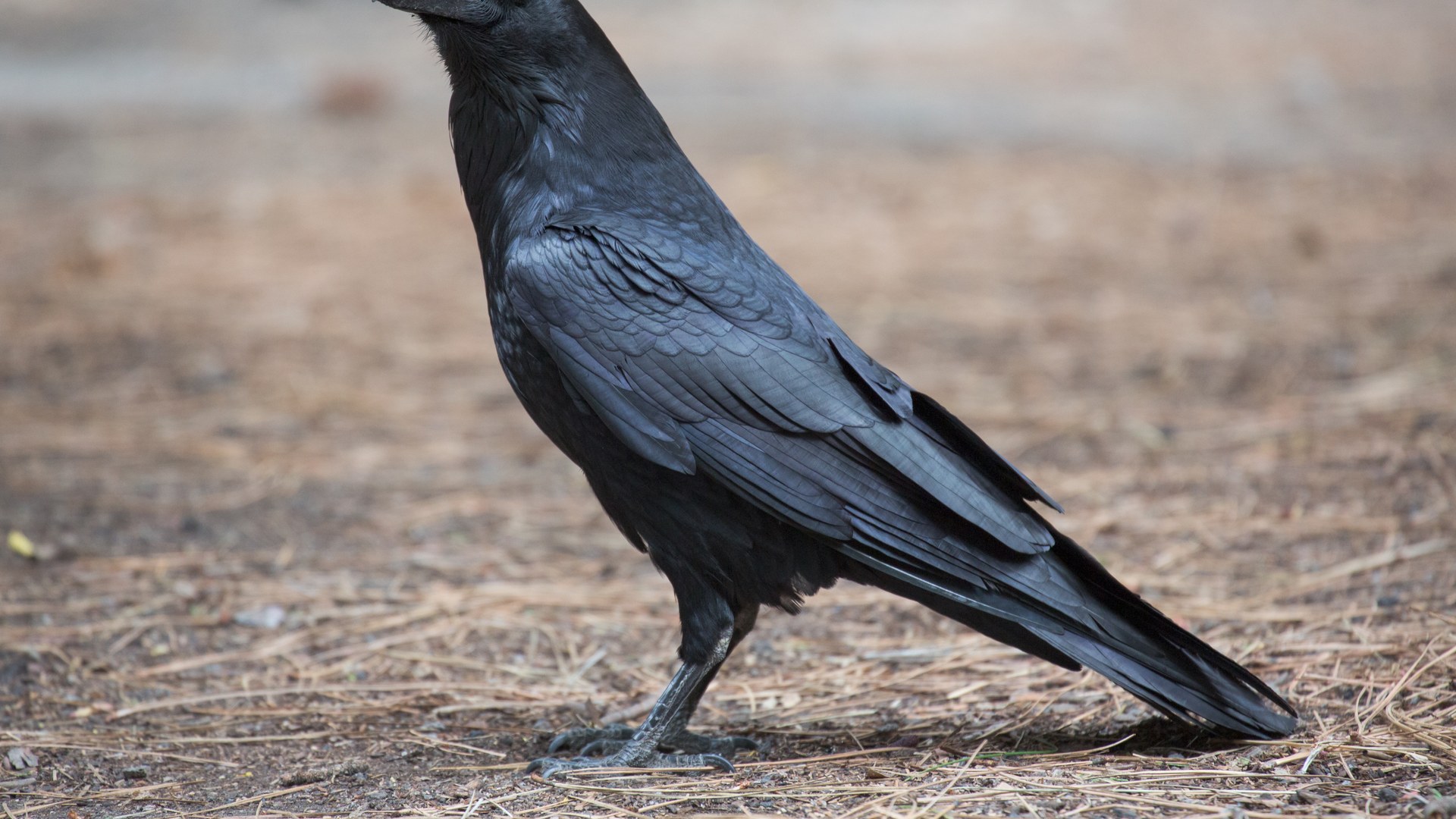 Scientists reveal remarkable cognitive abilities of crows and ravens