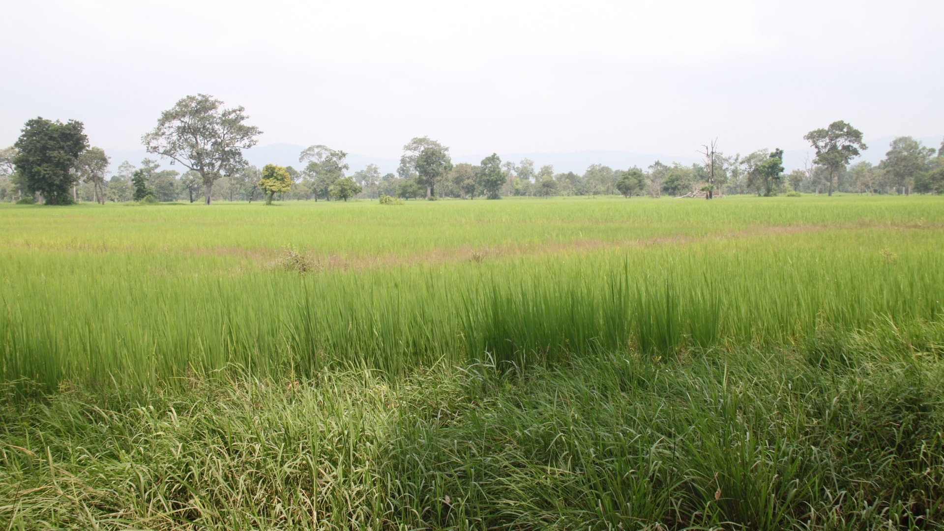 ADB pledges $72m to boost Cambodia's rural agriculture sector
