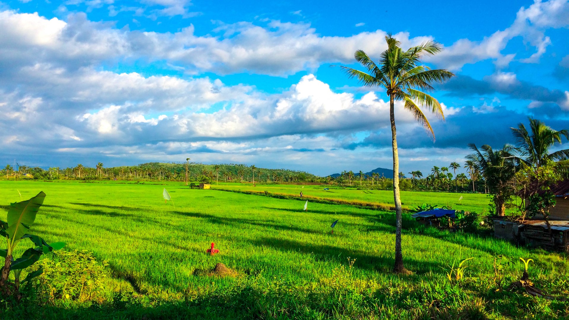 Philippines poised to remain world's largest rice importer