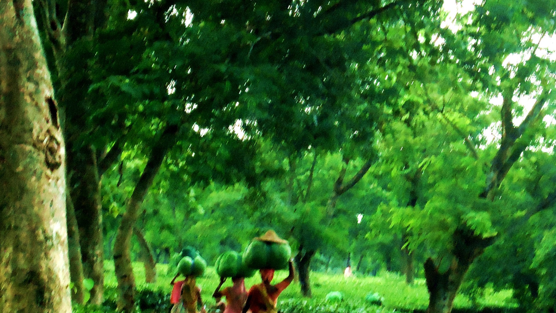 Tripura Launches First Tea Auction Centre to Streamline Sales