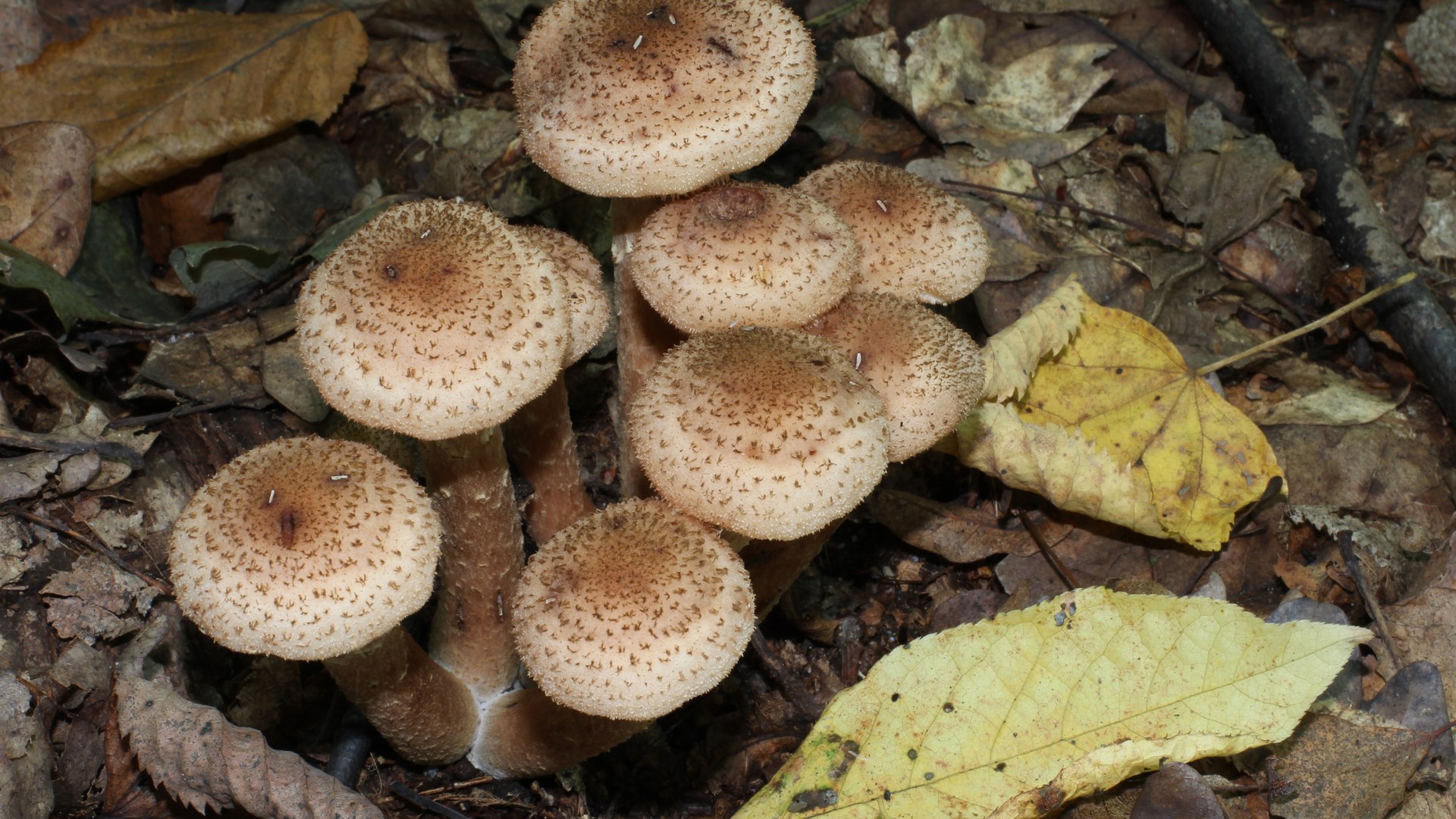 Dinosaur extinction paved way for giant fungus species, scientists find