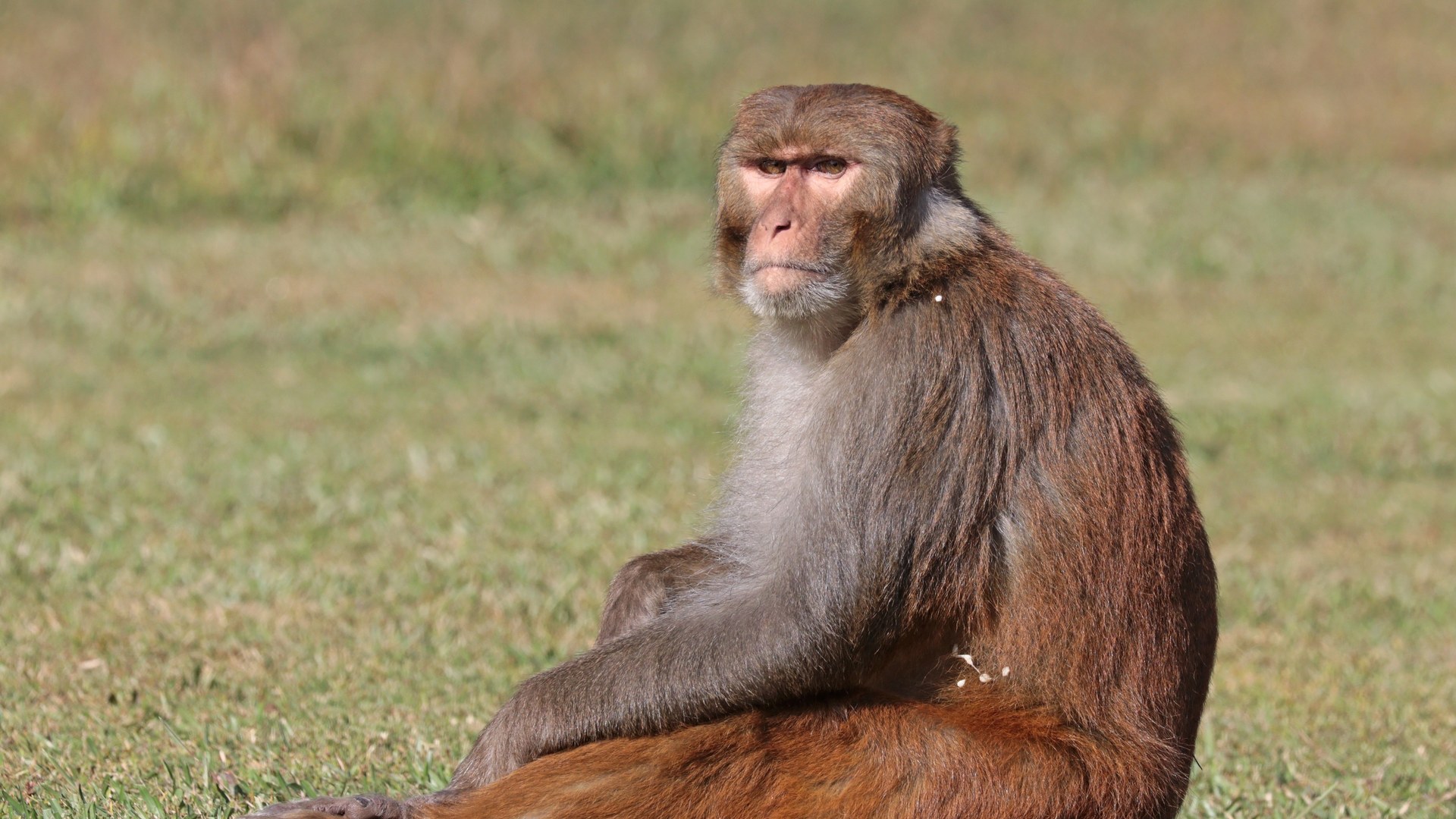 Study reveals macaques show disgust responses similar to humans