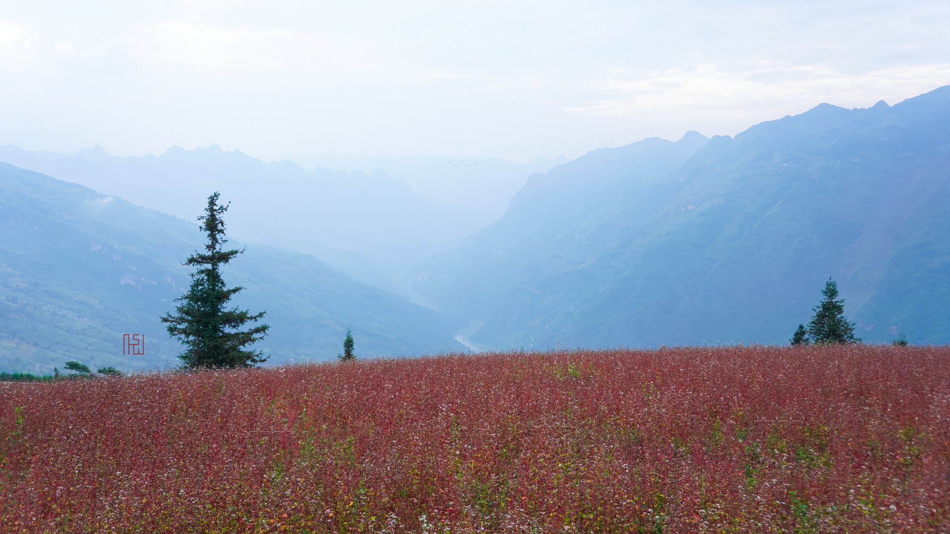 Tuyen Quang celebrates buckwheat blooms with seasonal tourism festival