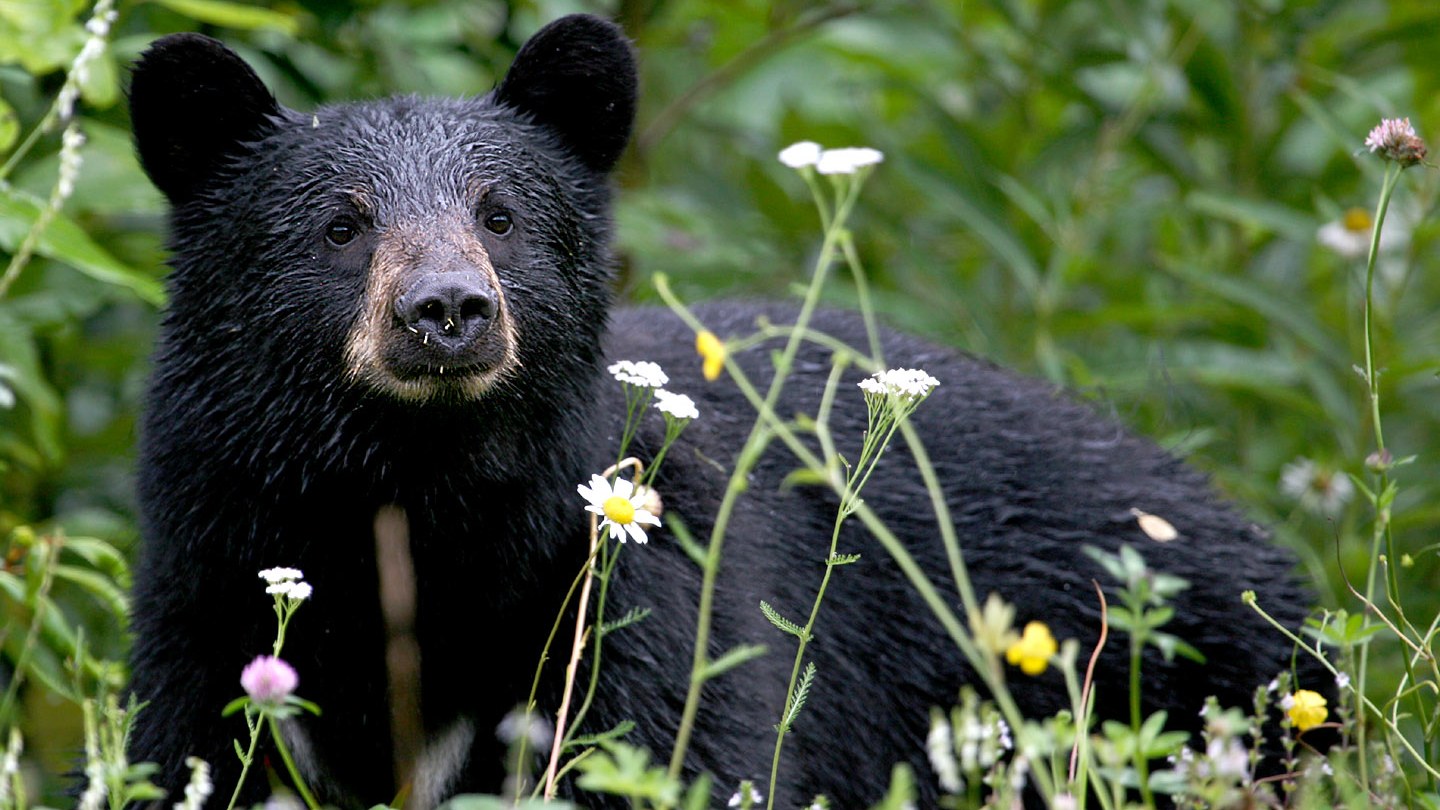 Bear accidentally traps itself inside parked vehicle in Alaska