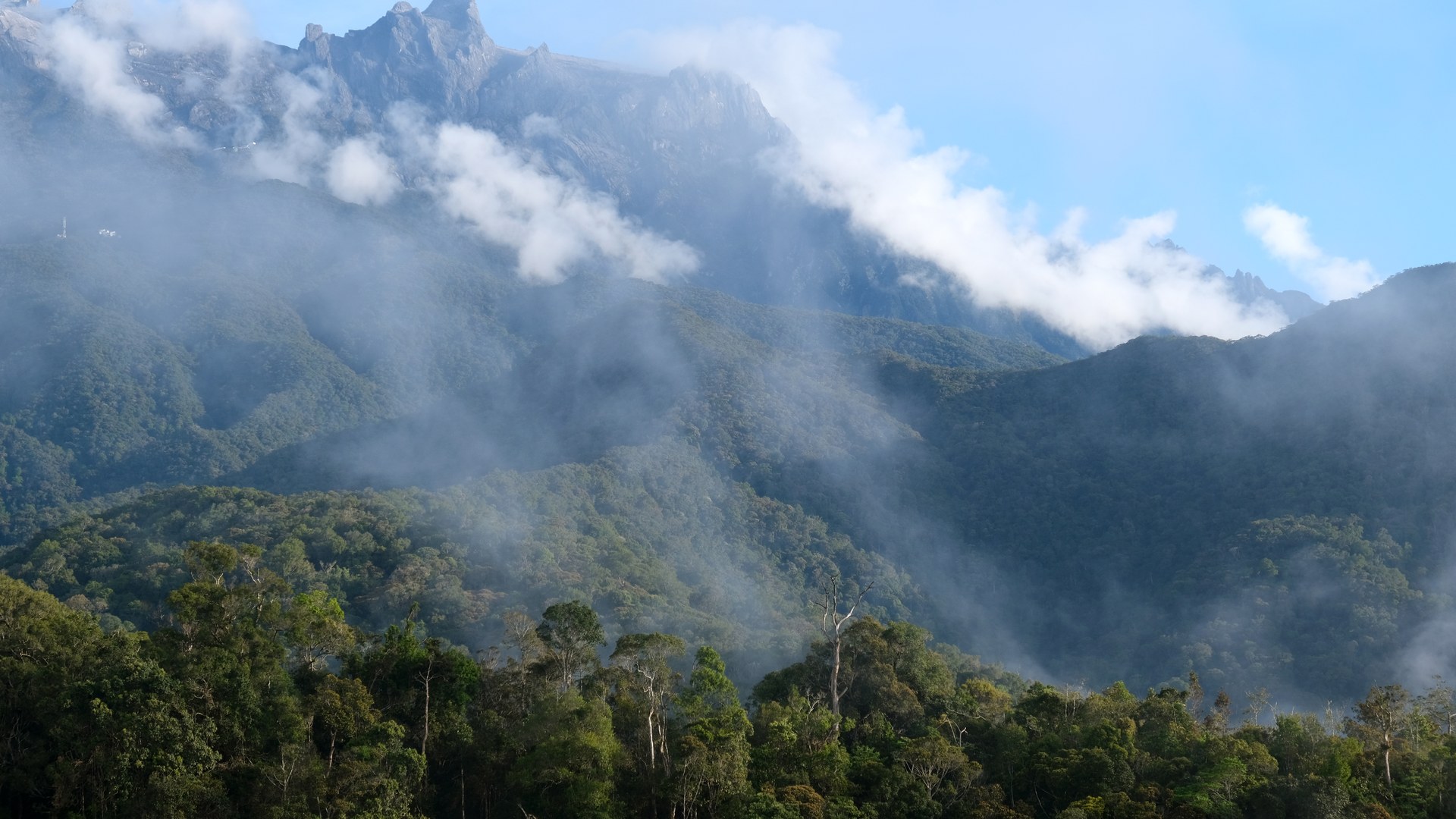 Netherlands commits $500m to tropical forest conservation efforts