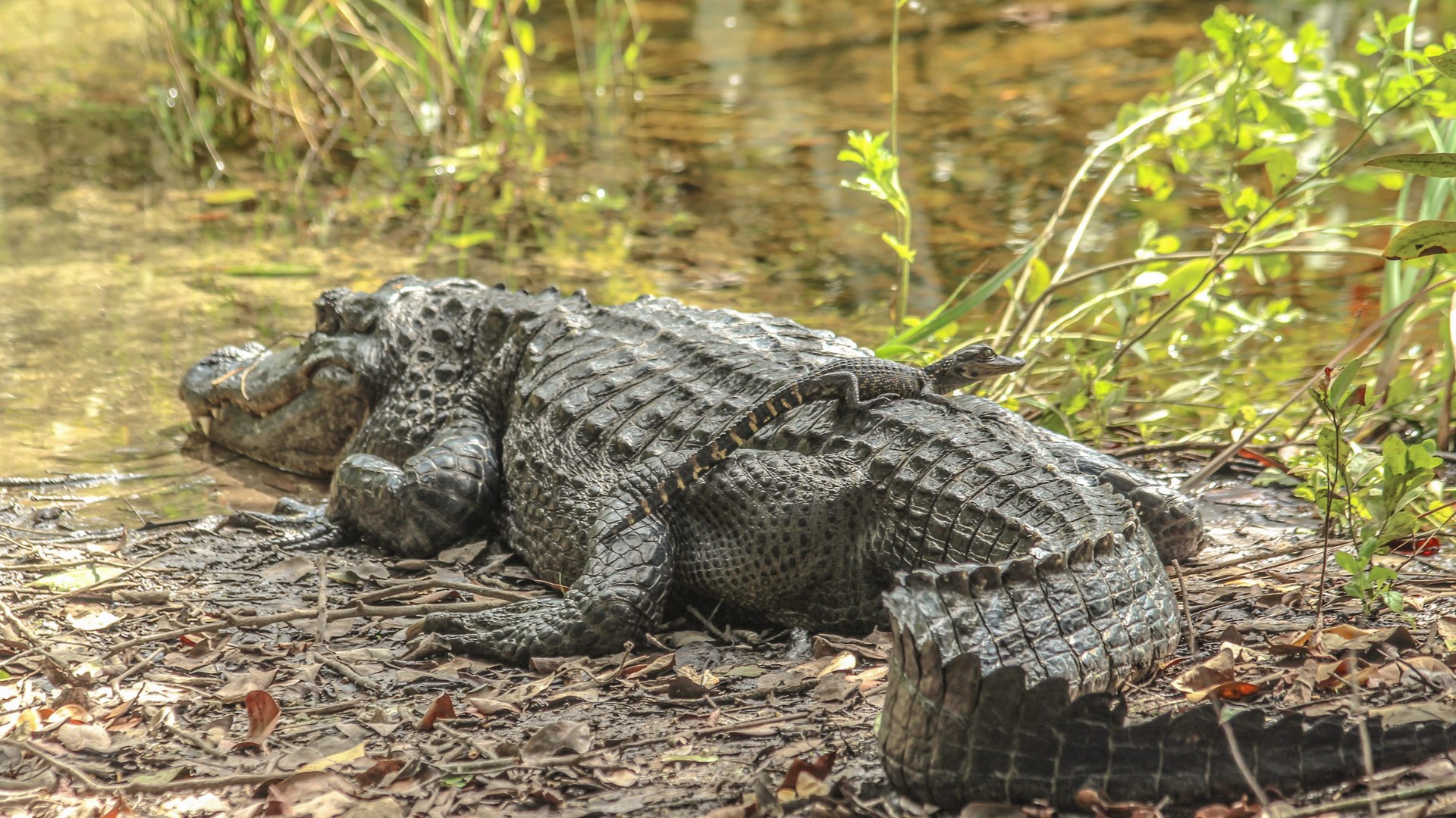 Elderly Florida fisherman killed in alligator attack