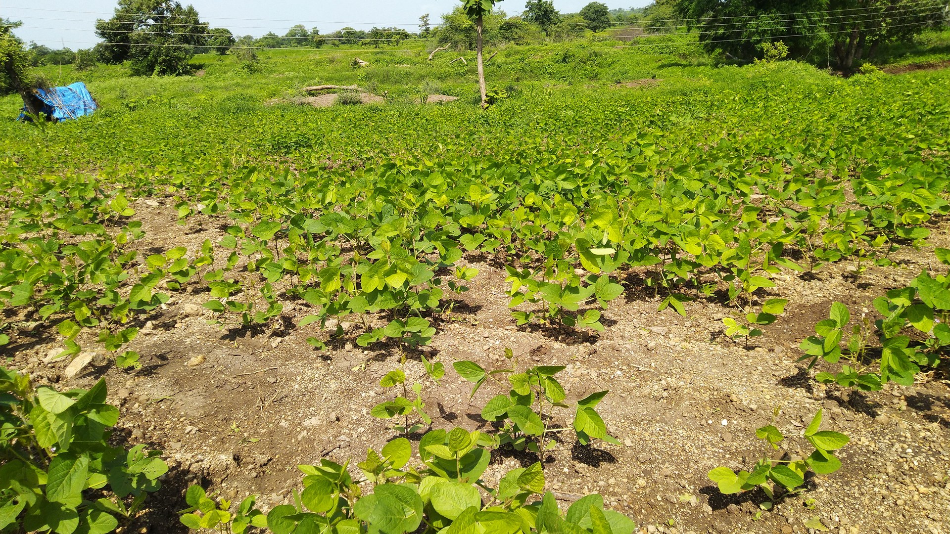 India's soybean crop withers despite expanded cultivation as drought strikes