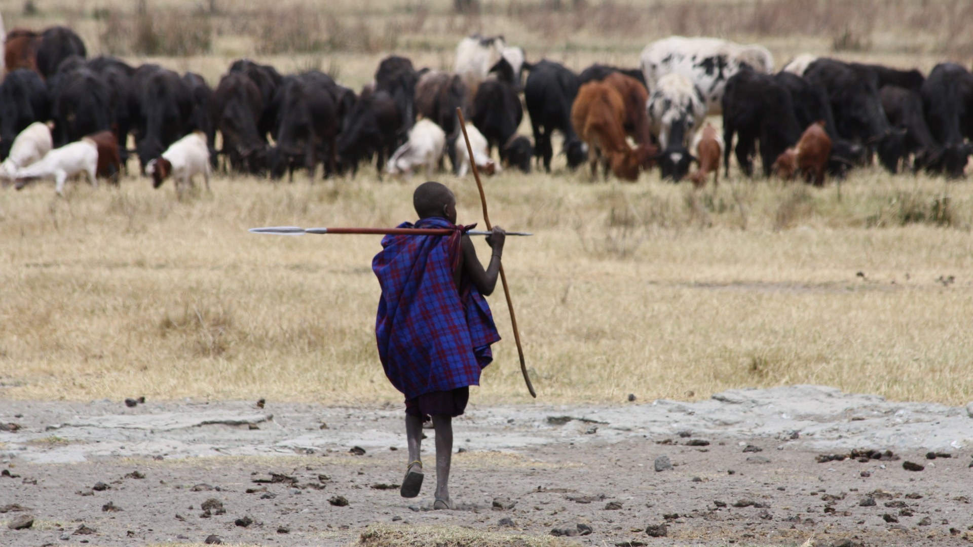Maasai Warriors Combat Lion Poisonings in East Africa