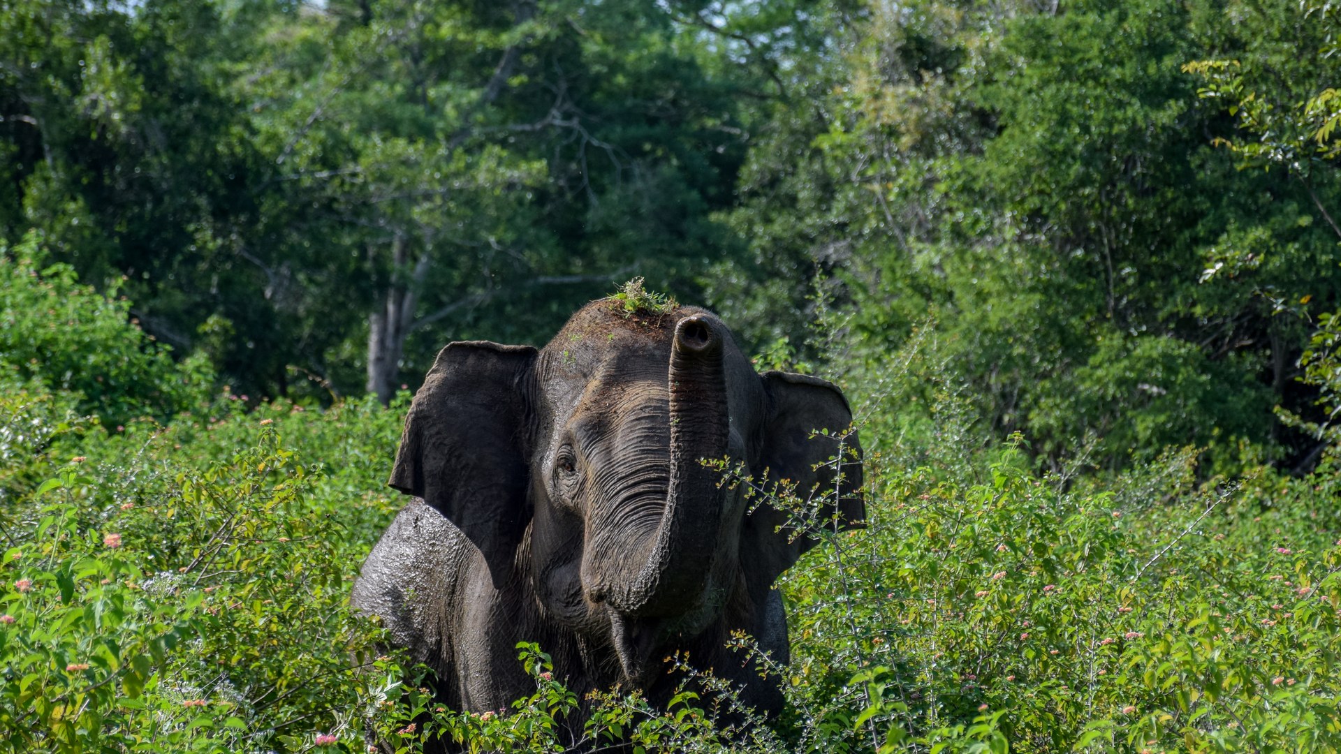 Young elephant calf to receive specialist care at Udawalawe sanctuary