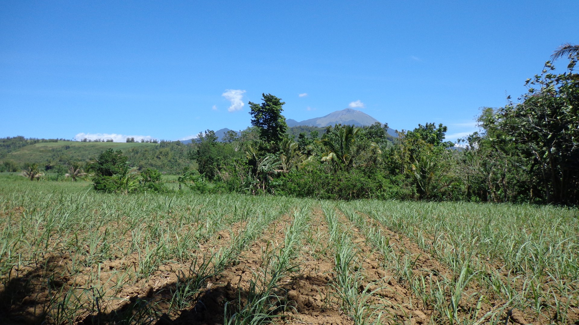 Bukidnon deploys biocontrol to combat sugarcane pest outbreak