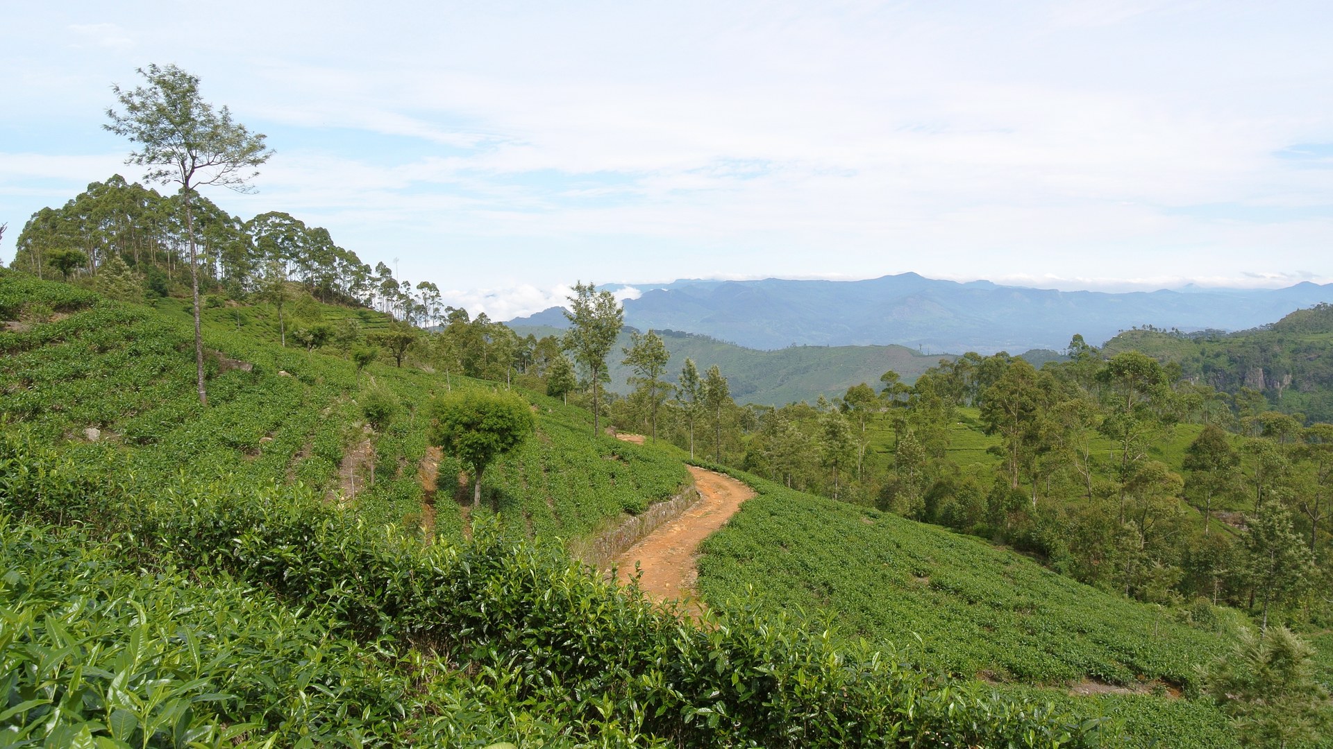 Sri Lanka's plantations turn to automation as worker shortage bites