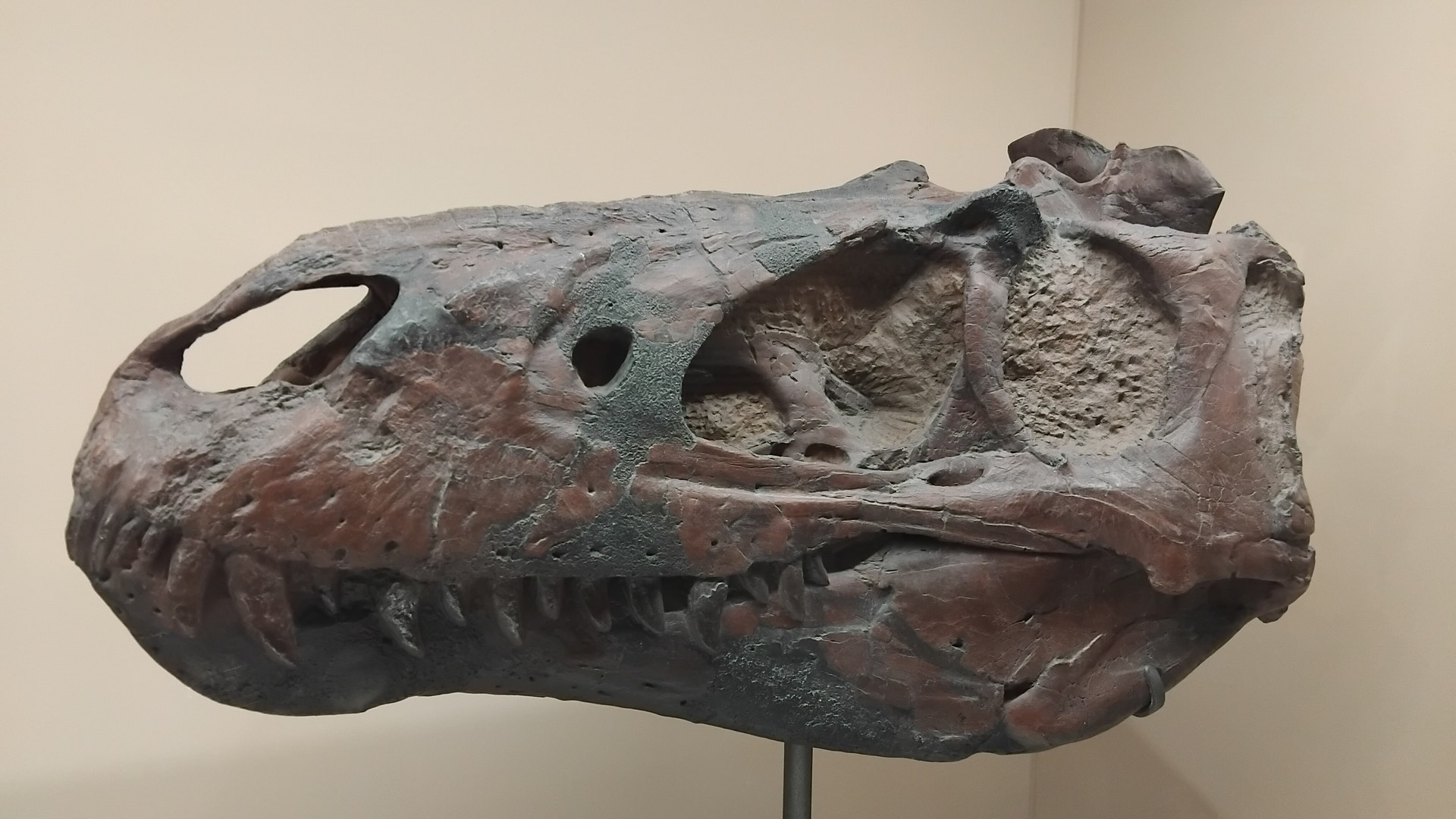 Rare dinosaur fossil fetches record $47.3 million at auction