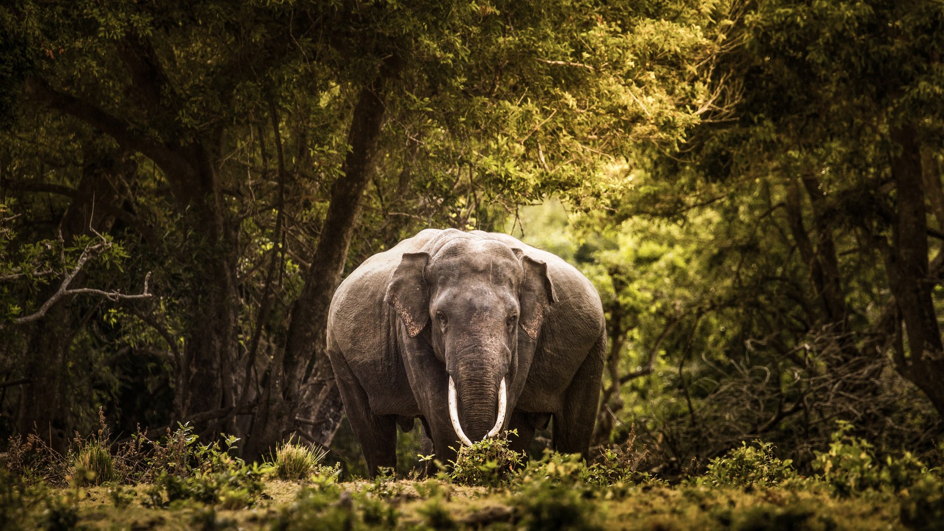 Sri Lanka's Tusked Elephants Face Recurring Cycles of Conflict and Loss