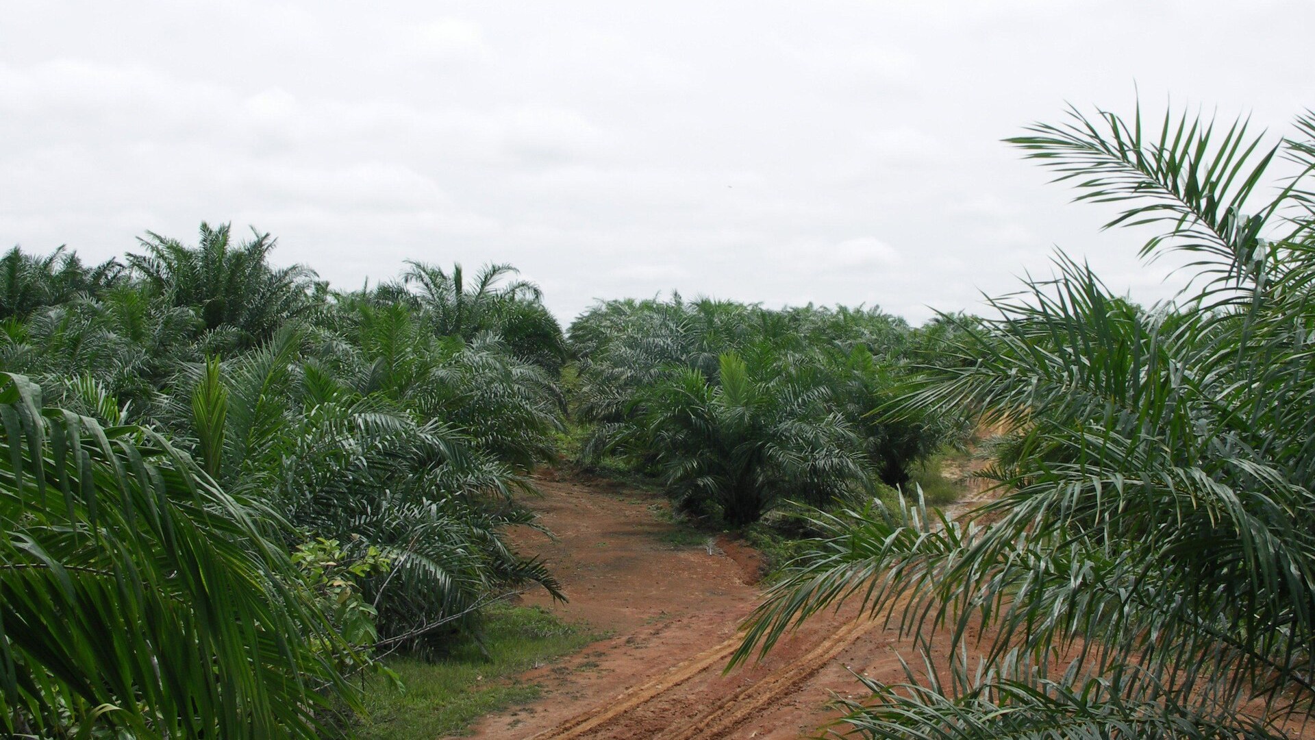 Kemarau El Niño Ancam Petani Kelapa Sawit Kalimantan Barat