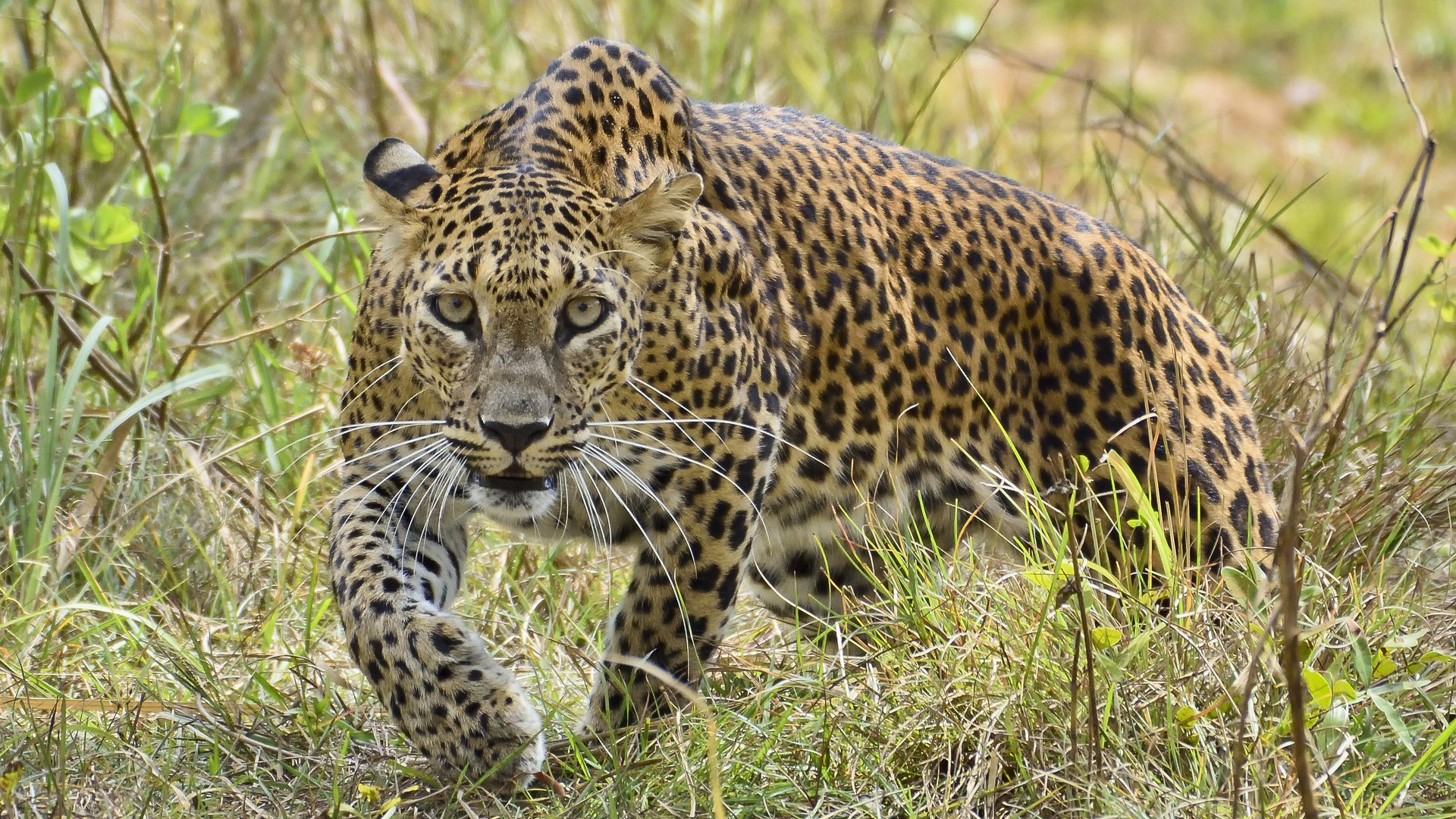 DFCC Bank's leopard conservation initiative reaches Wilpattu National Park