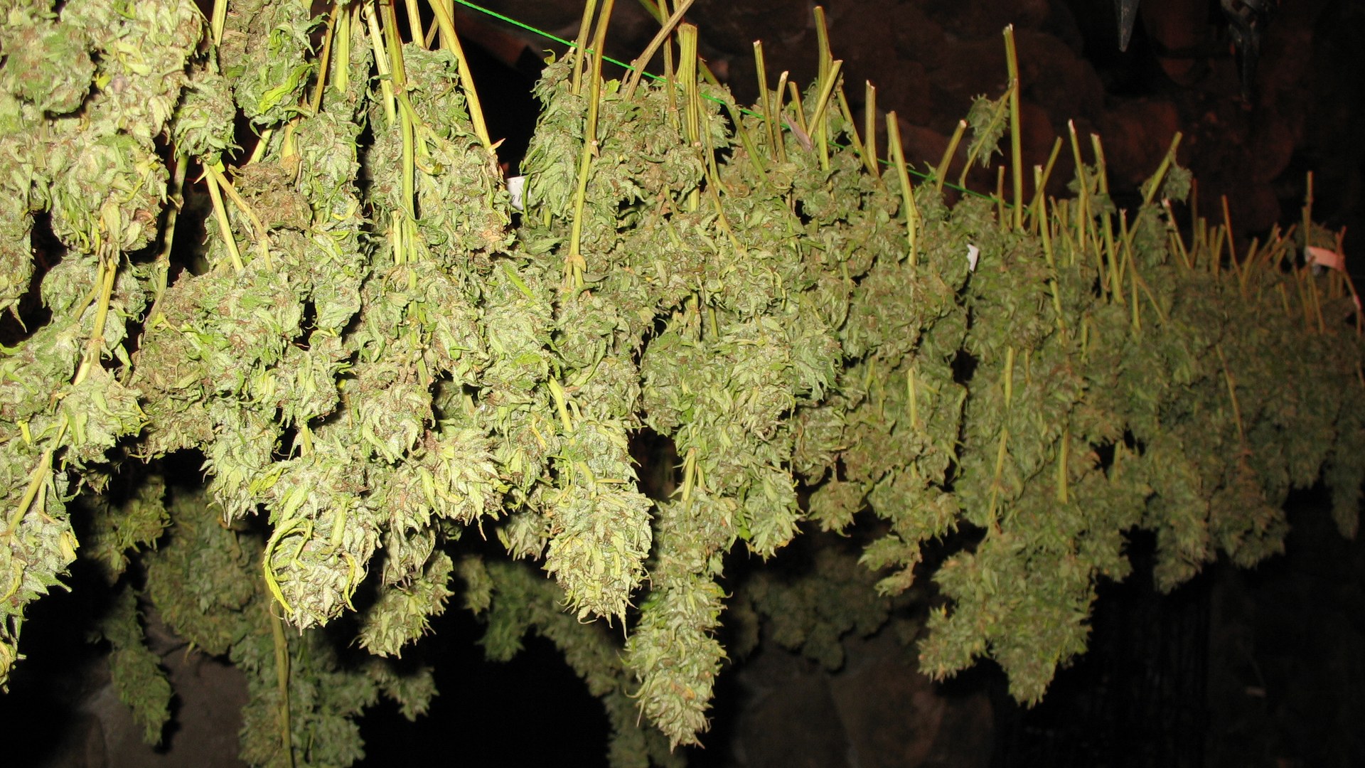 Fake Couple Arrested for Operating Ganja Smuggling Ring in Kerala