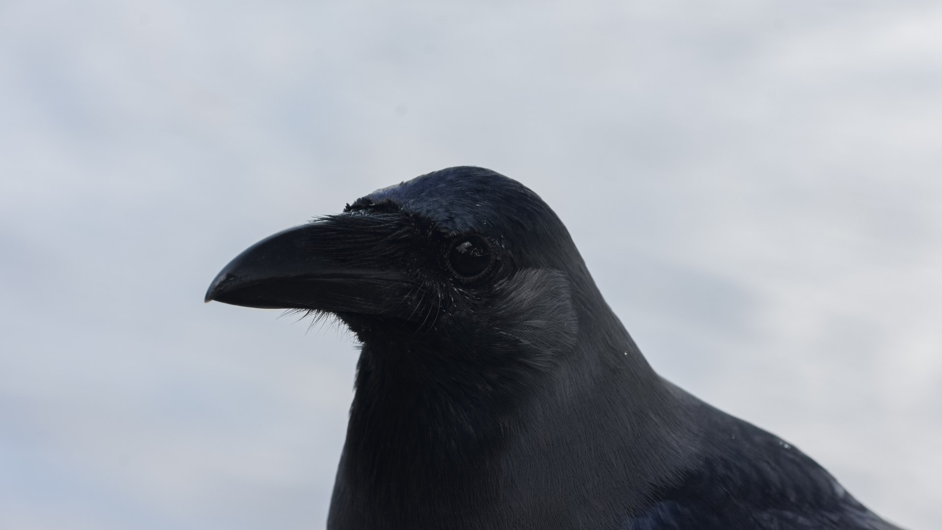 Over 2,500 sign petition against Singapore's crow culling programme