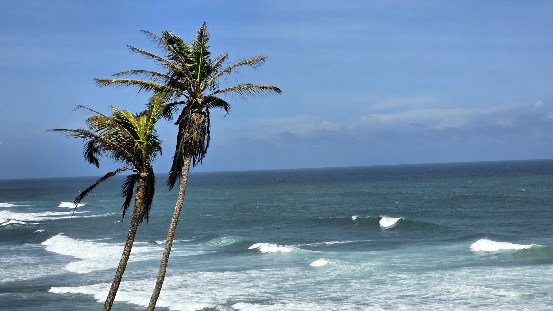 Government pushes productivity drive in struggling coconut sector