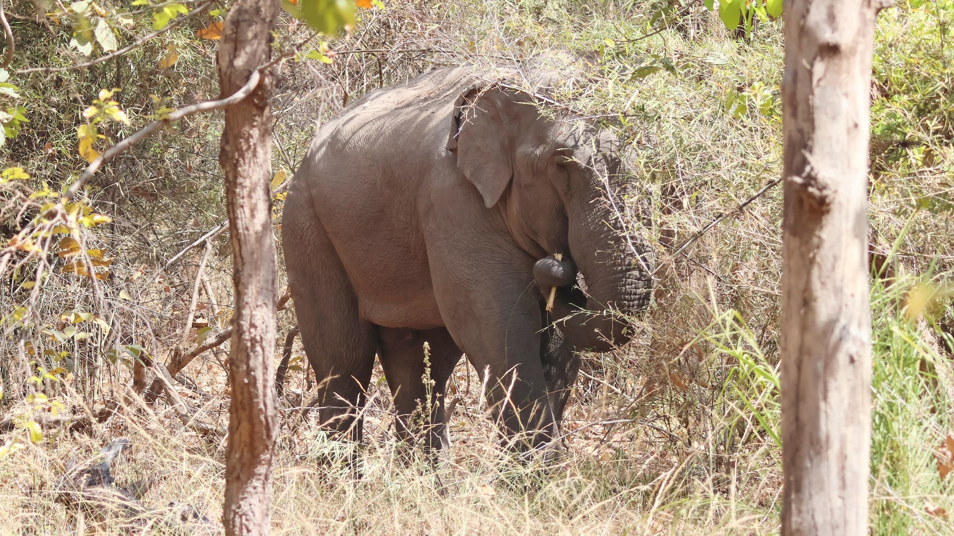 Bandhavgarh celebrates milestone as young elephant Krishna turns one