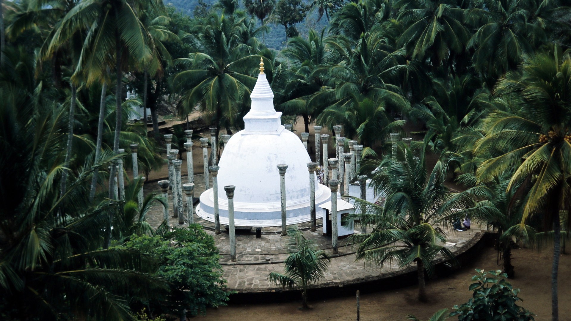 Historical mango tree becomes symbol of Arahat Mahinda's legacy