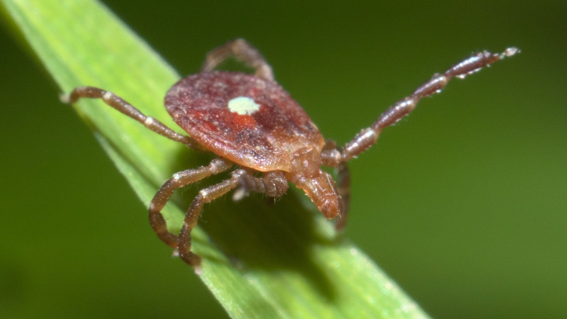 Alpha-gal syndrome prompts meat allergy sufferers to explore unconventional protein sources