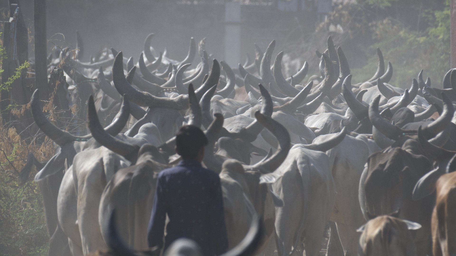 Gujarat Designates Four Districts as Drought-Affected Despite Near-Normal Rainfall