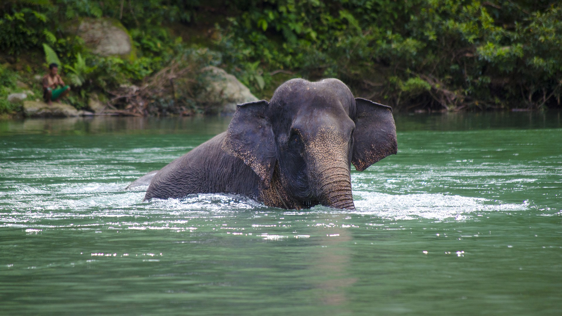 Firefighters and villagers battle blazes threatening Sumatran elephant habitat