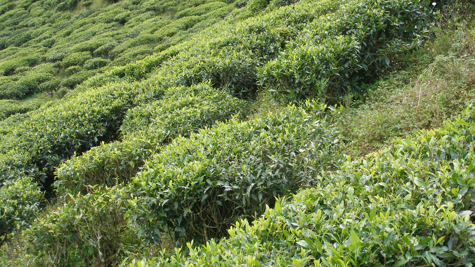Sri Lanka's Tea Exports Projected to Surpass US$1 Billion by September 2026