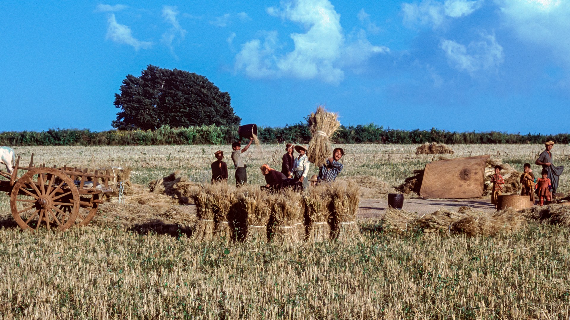 Myanmar's Price Controls Burden Rice Farmers, Critics Charge
