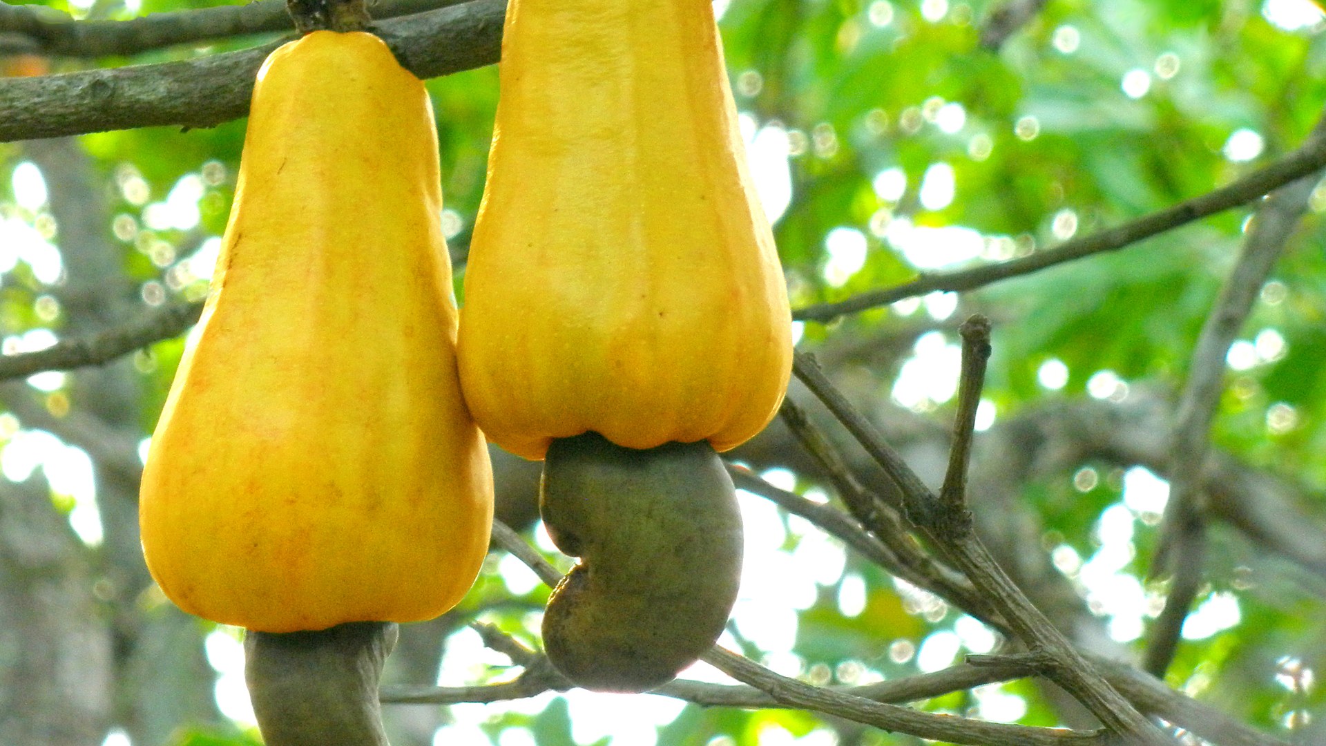 Vietnam Cashew Exports Hit Record $5.4bn Despite Global Headwinds