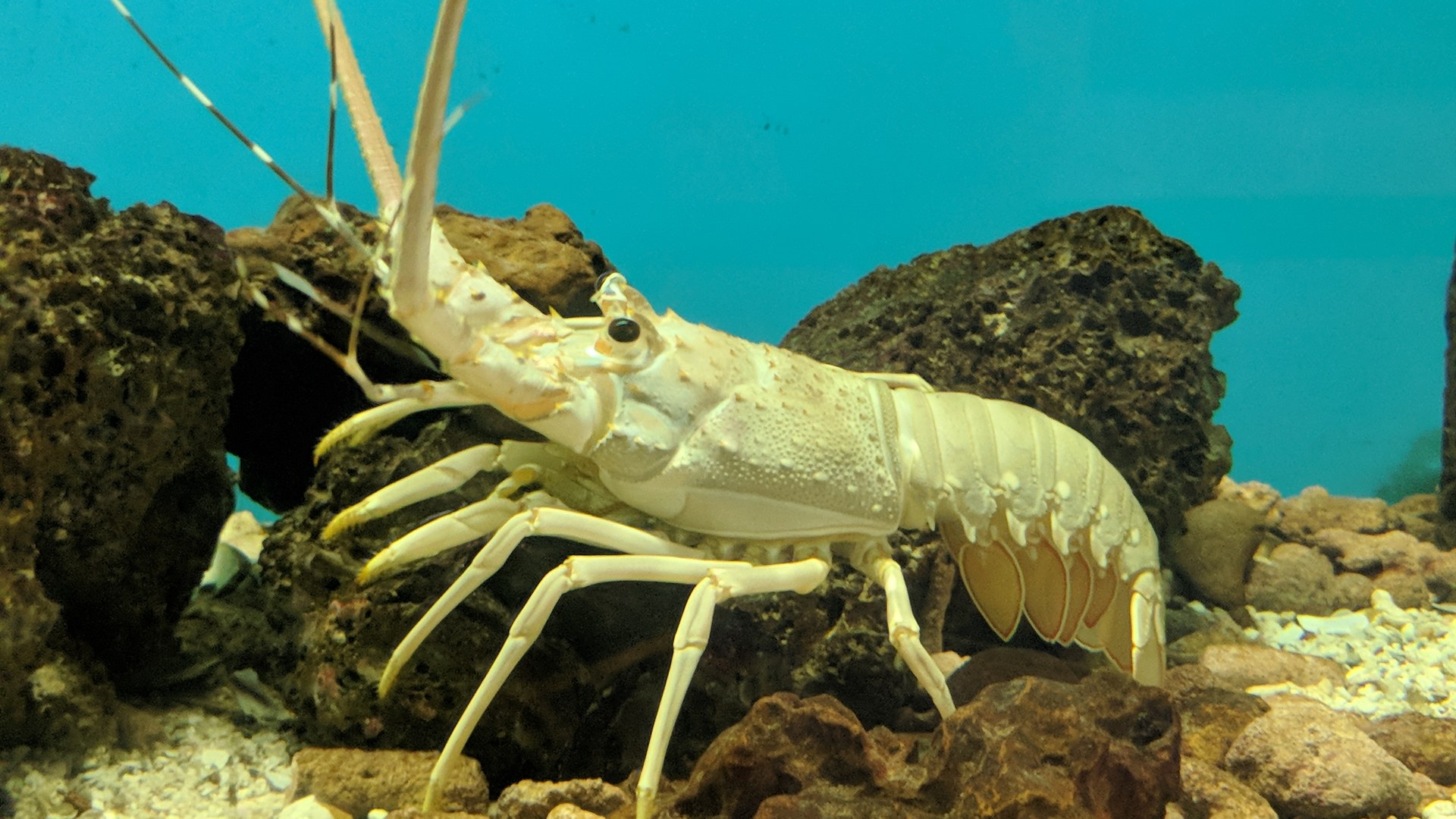 Indonesia imposes permanent ban on lobster larvae exports