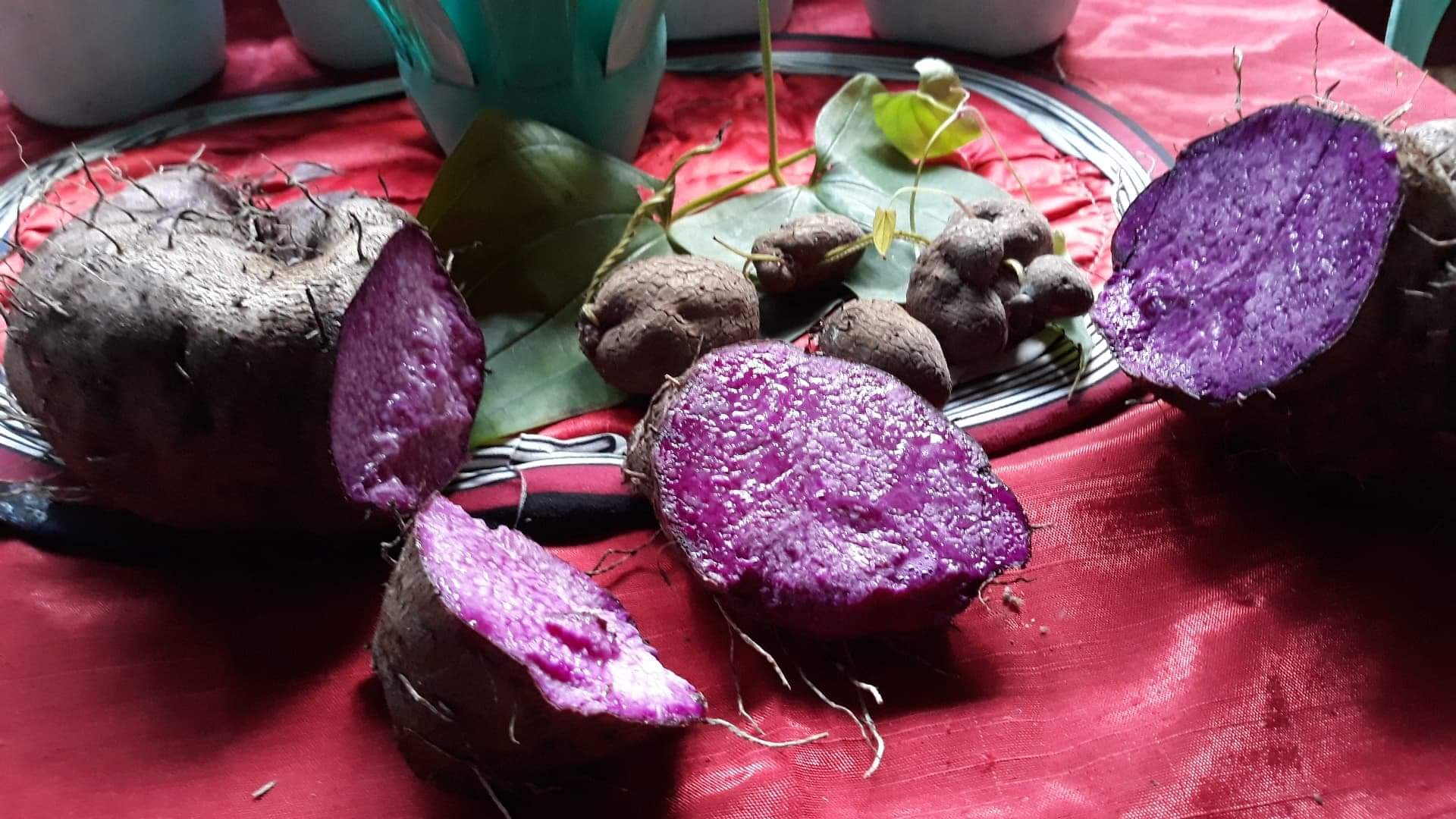 Bukidnon ube growers secure major US export contract