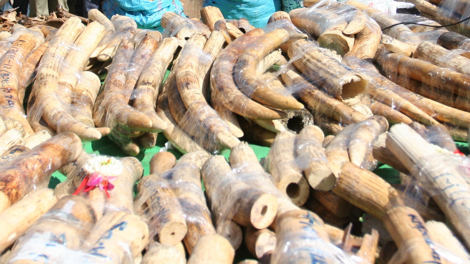Thailand Intercepts 3.1 Tonnes of Smuggled Ivory Concealed in Zambian Timber